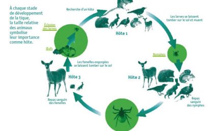 Attention à la maladie de Lyme en ce début de printemps 2024